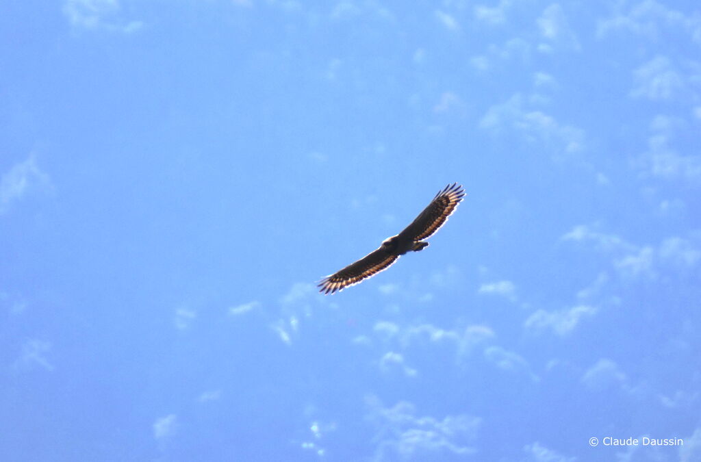 Sulawesi Serpent Eagleadult, Flight