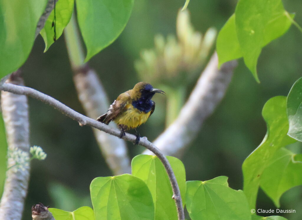 Ornate Sunbird