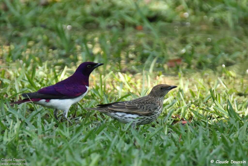 Violet-backed Starlingadult, Behaviour