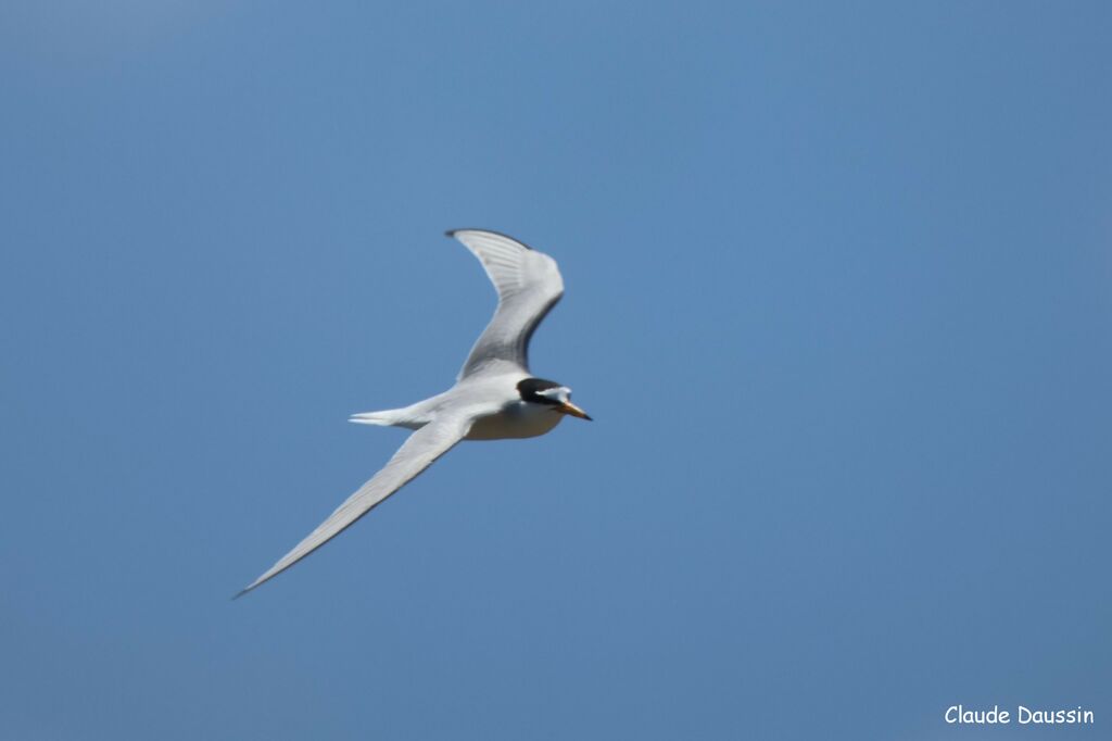 Little Tern, Flight