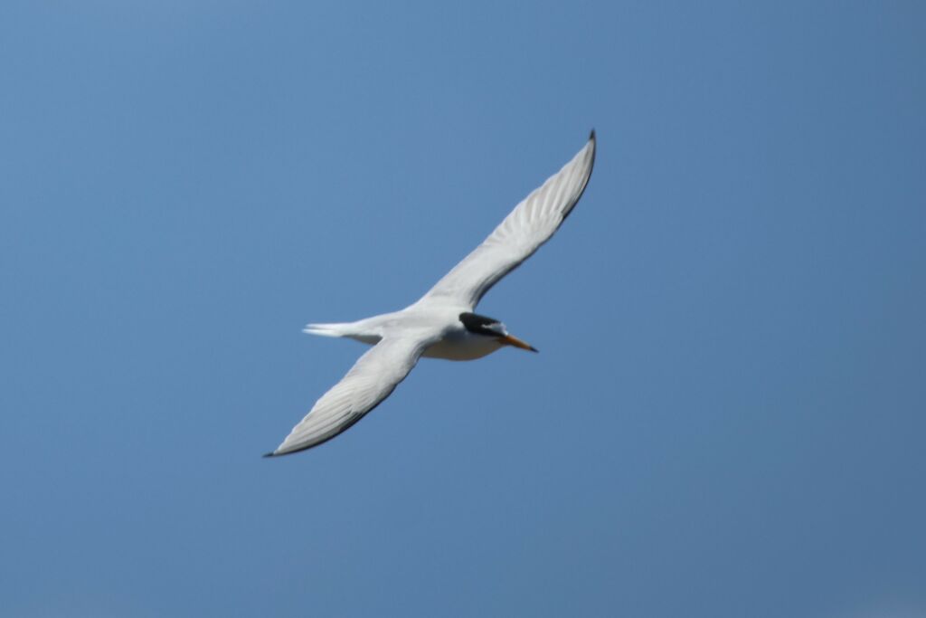 Little Tern, Flight