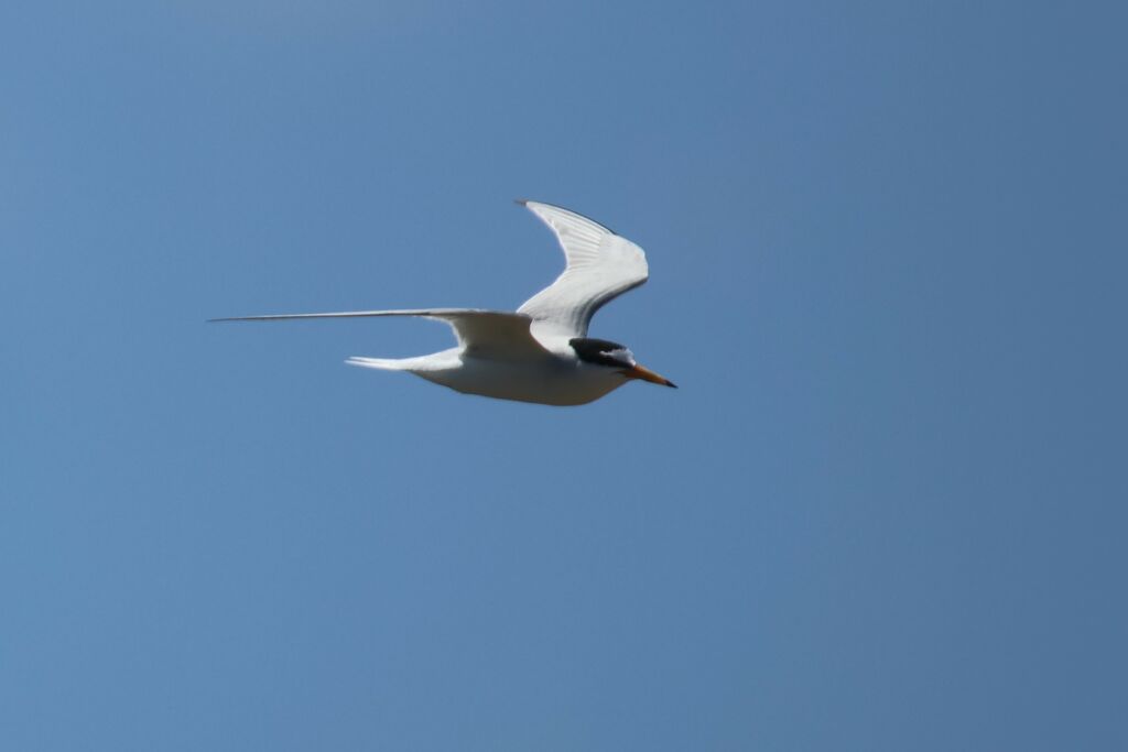 Little Tern, Flight