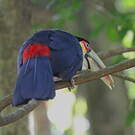 Toucan à ventre rouge