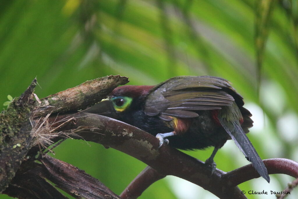 Toucanet à oreilles d'or femelle adulte, mange
