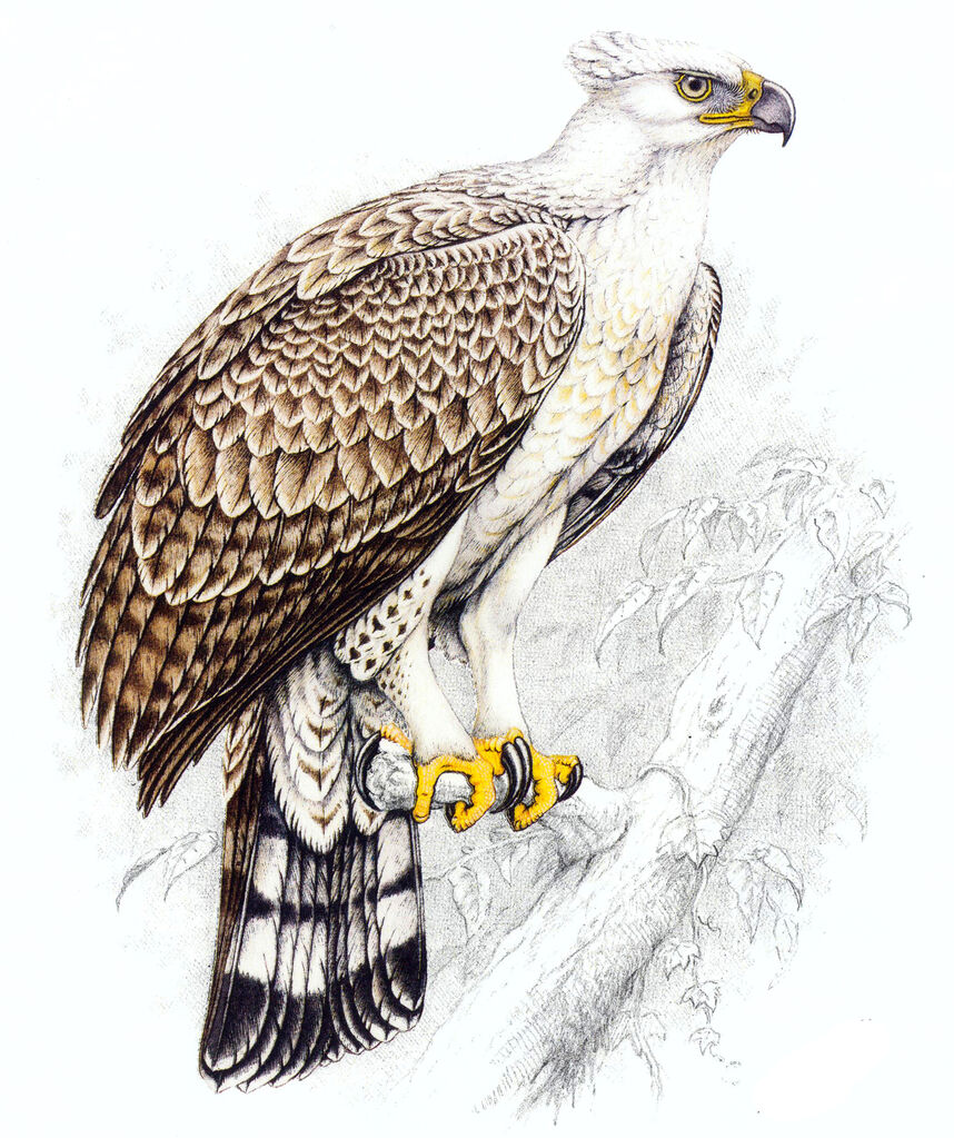 Aigle couronné