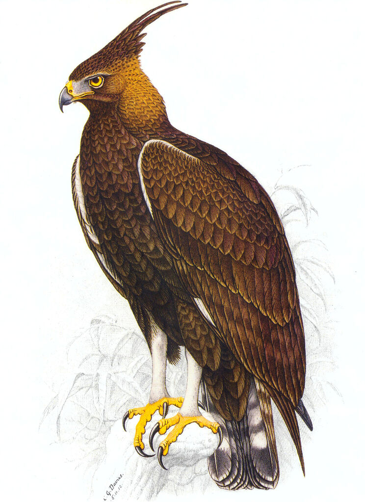 Aigle huppard