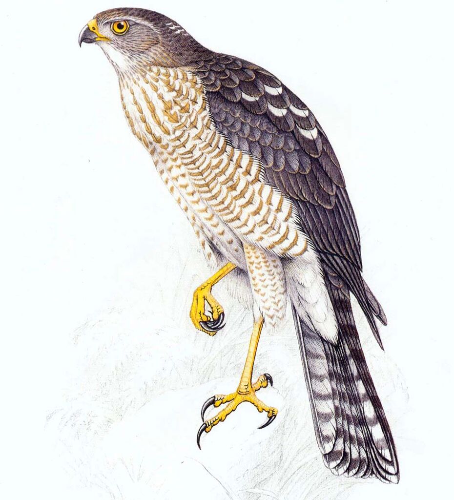 Shikra