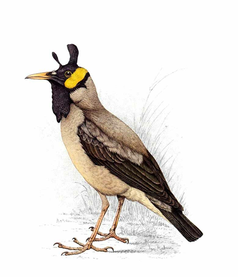 Wattled Starling
