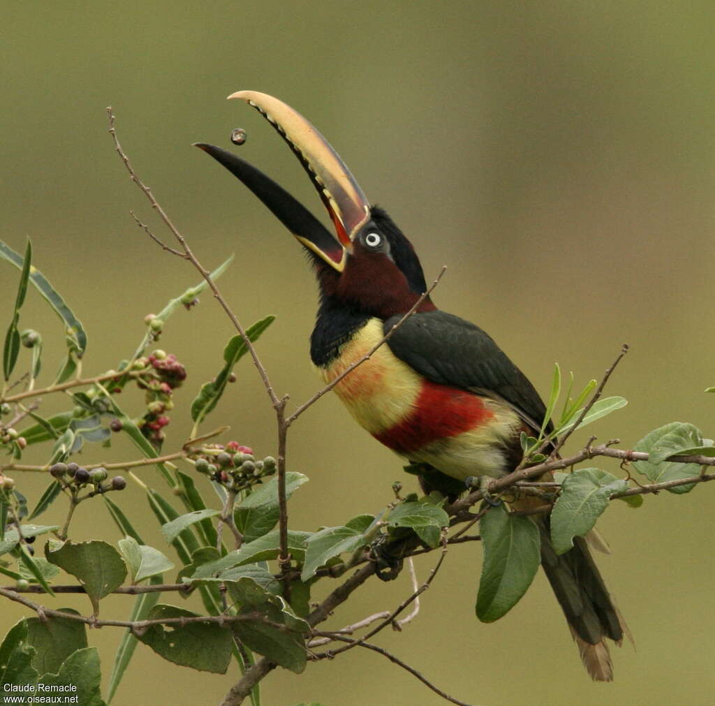 Chestnut-eared Aracariadult, feeding habits, eats, Behaviour