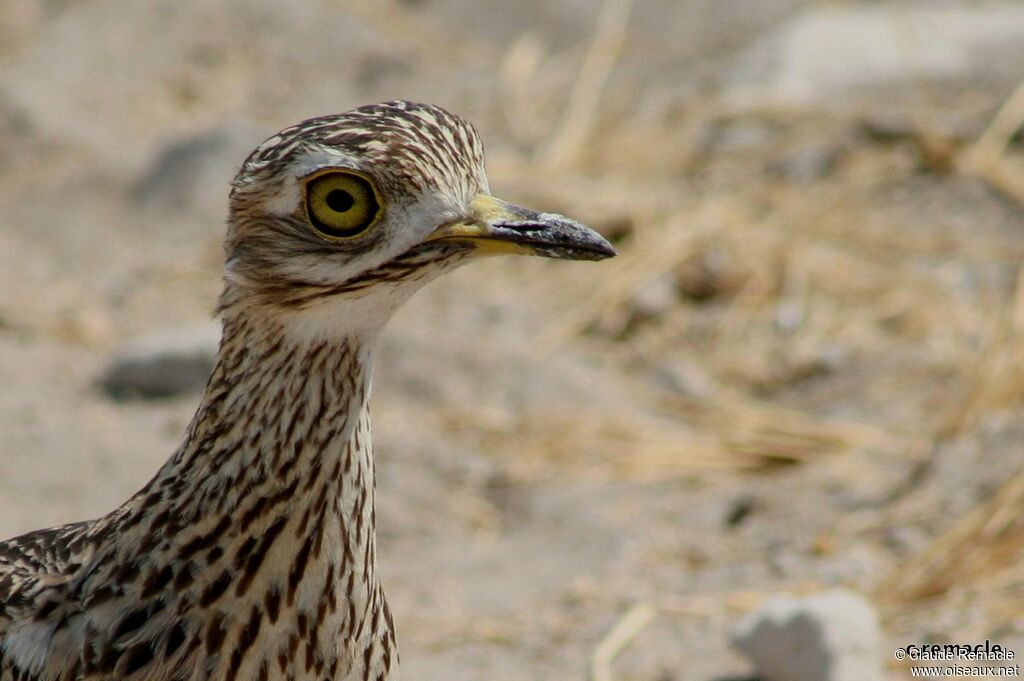 Water Thick-kneeadult, identification
