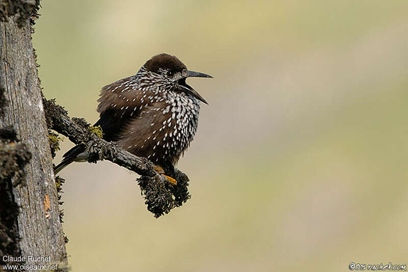 Northern Nutcracker, aspect, song