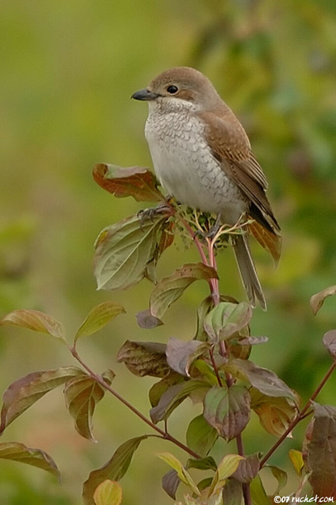 Pie-grièche écorcheur femelle adulte, identification