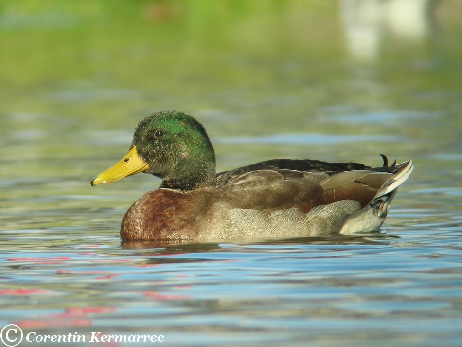 Canard colvert mâle adulte internuptial