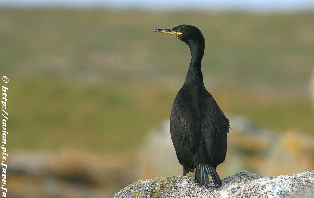 Cormoran huppéadulte nuptial