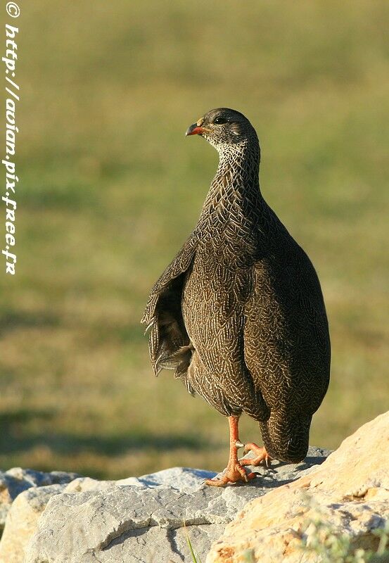 Francolin criardadulte internuptial