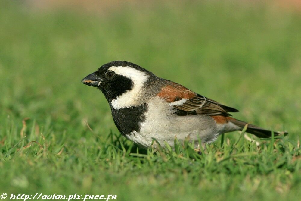 Moineau mélanure mâle adulte