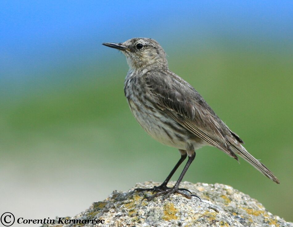 Pipit maritimeadulte nuptial