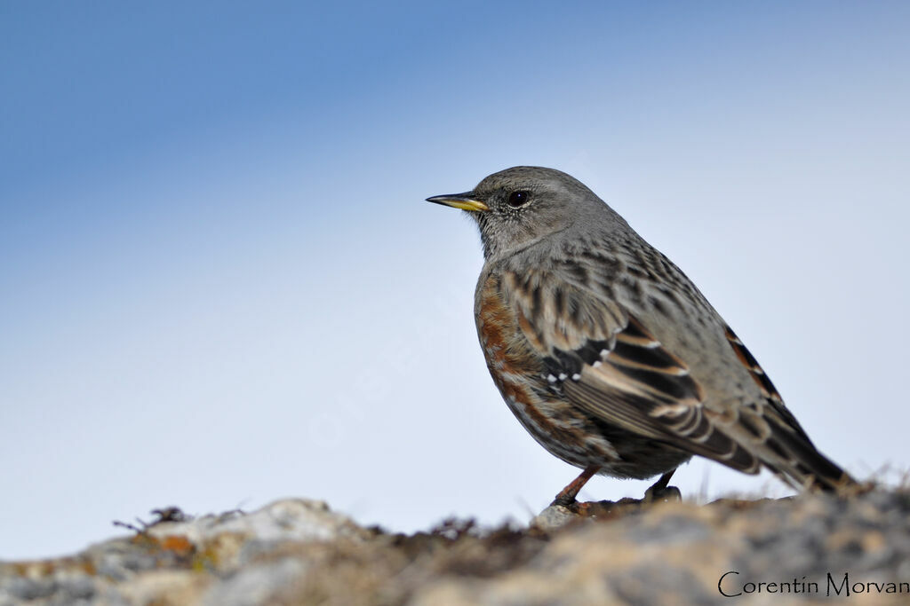 Accenteur alpin