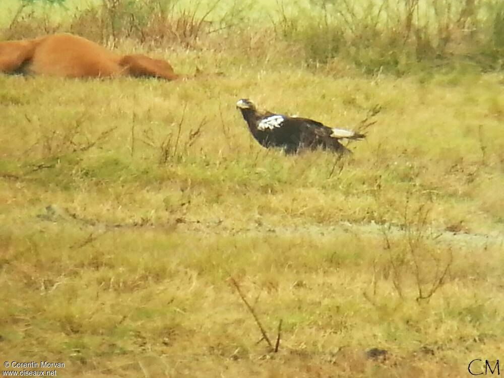 Aigle ibérique