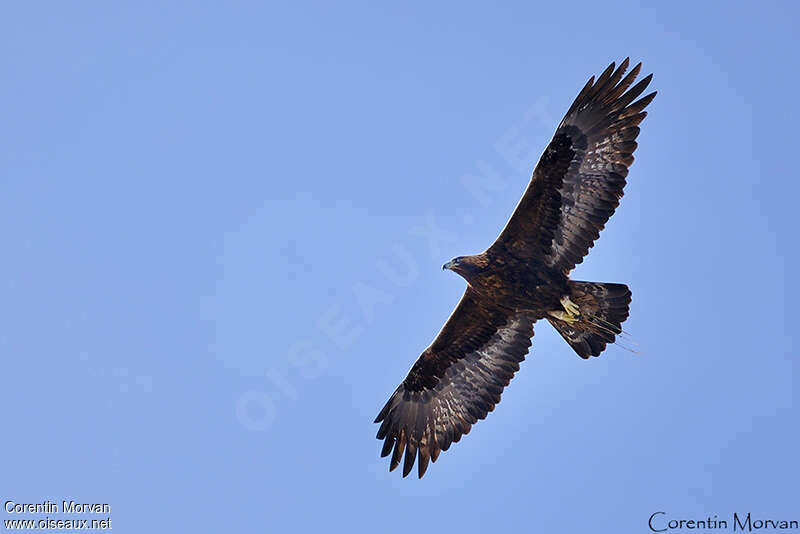 Aigle royaladulte, Vol