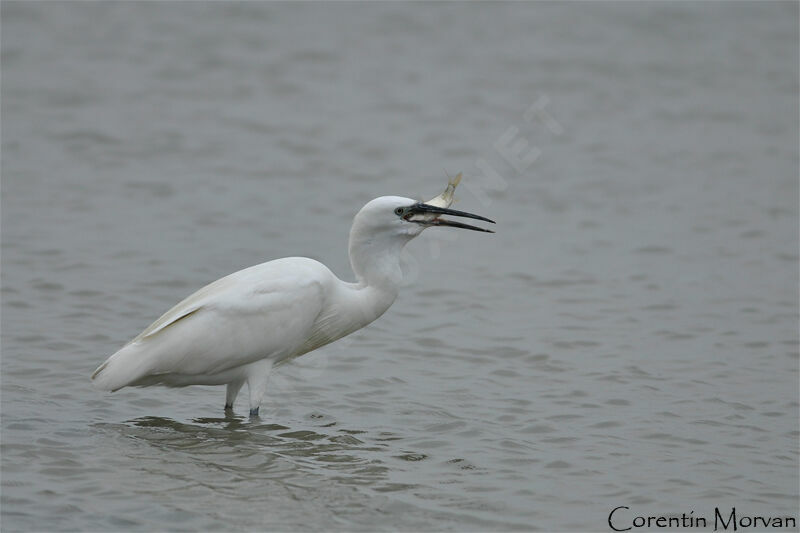 Aigrette garzette