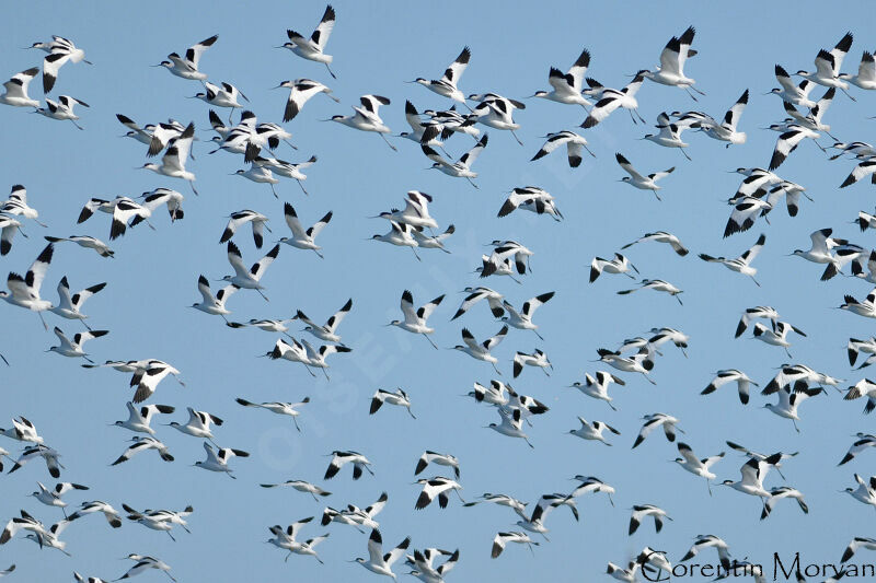 Avocette élégante