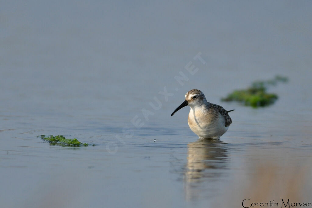 Curlew Sandpiper