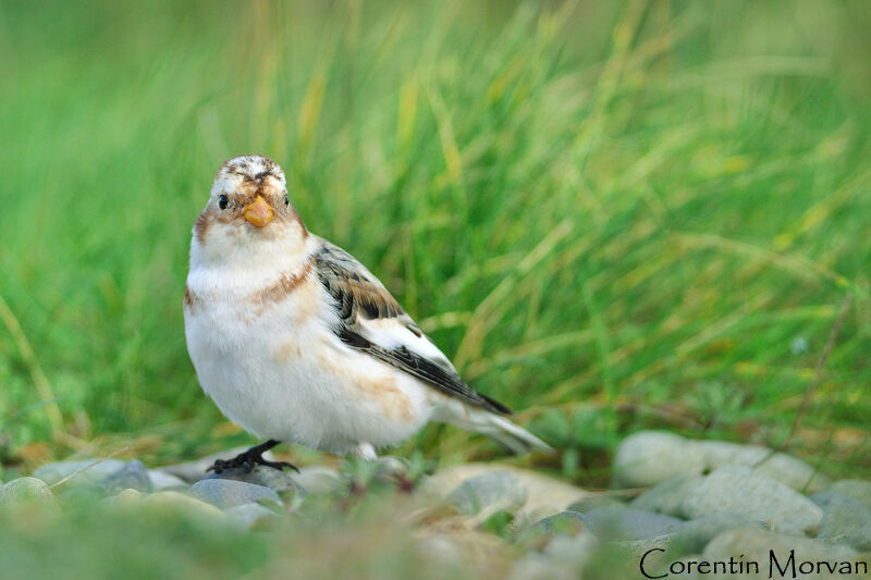 Snow Bunting
