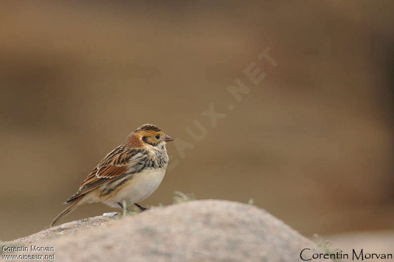 Bruant lapon mâle adulte transition, identification