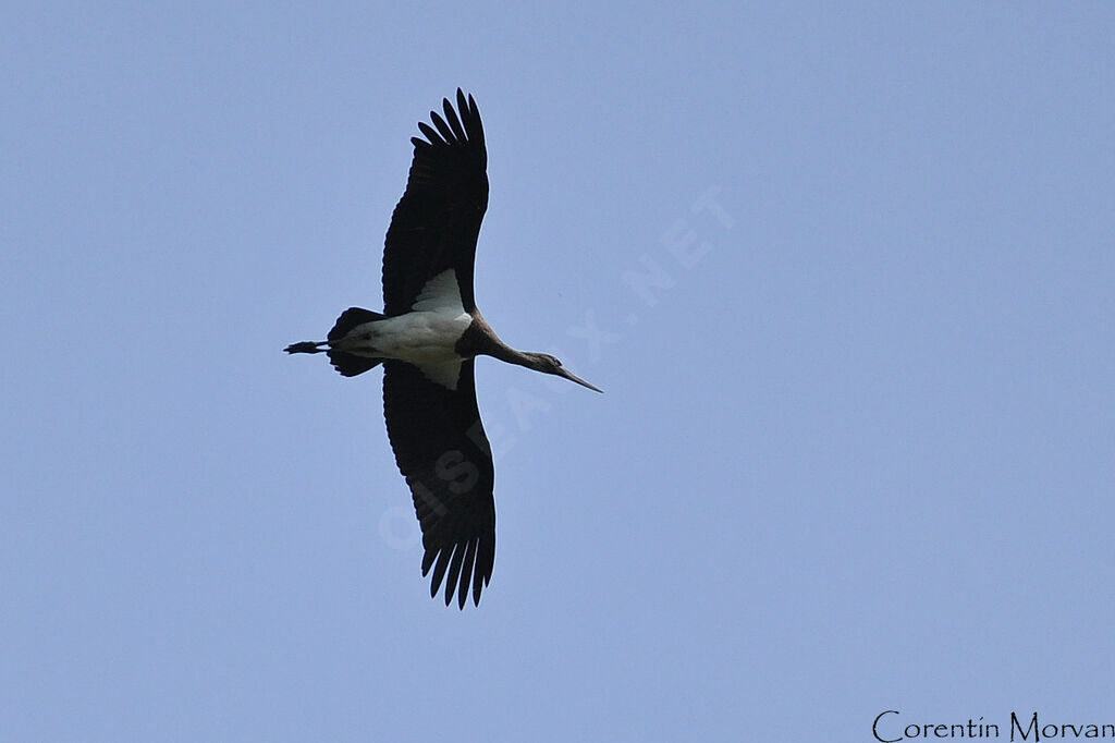 Cigogne noire1ère année