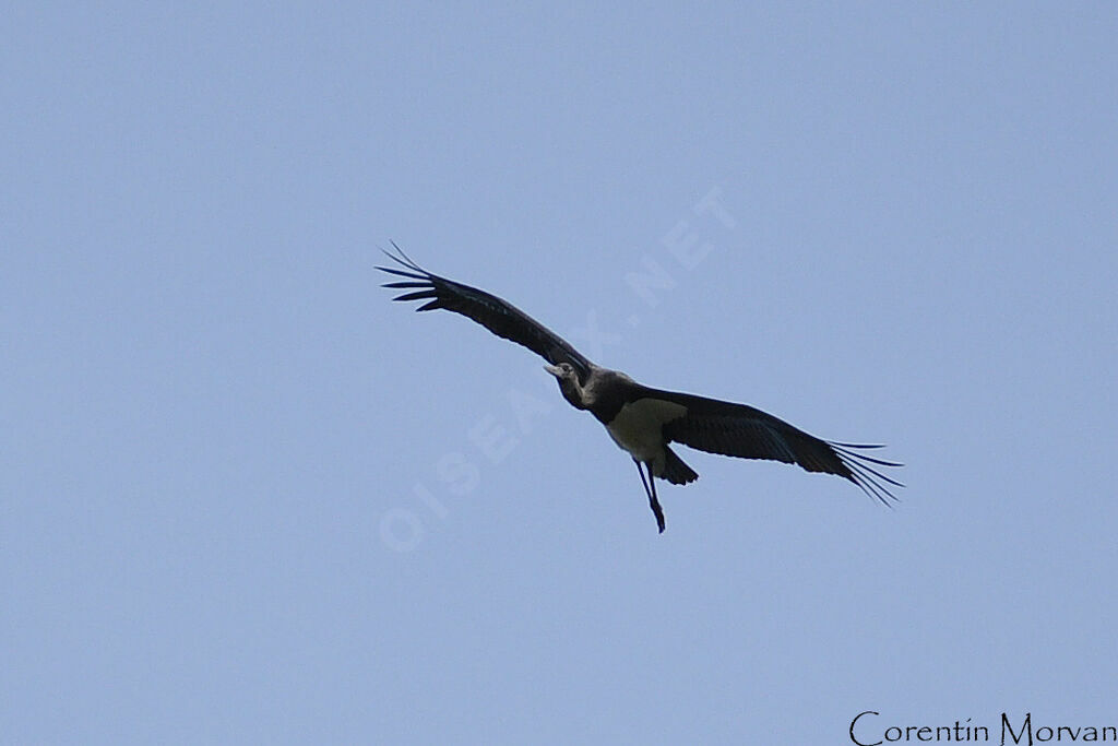 Cigogne noire1ère année
