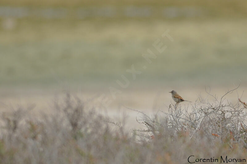 Spectacled Warbler