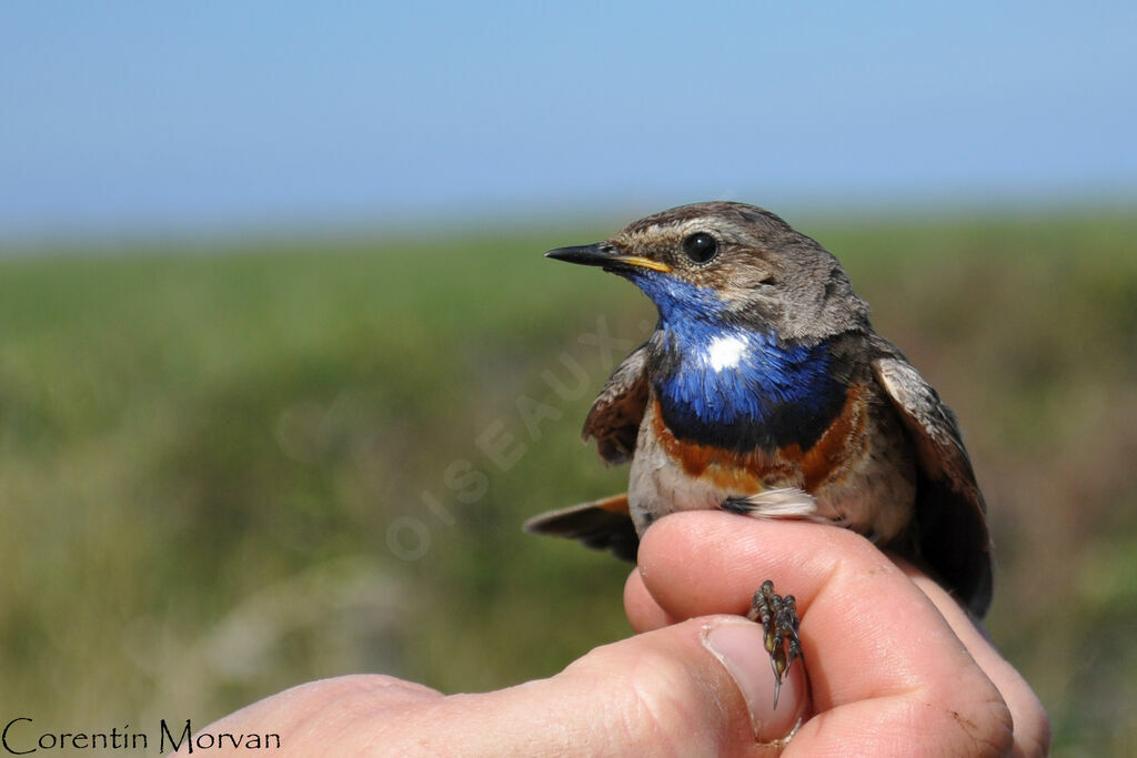 Bluethroat male adult