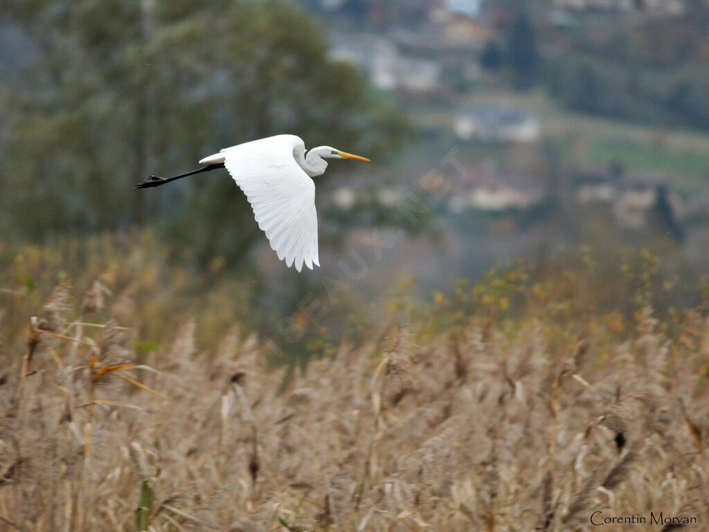 Grande Aigrette