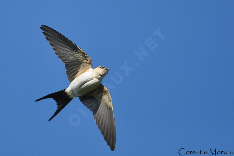European Red-rumped Swallow