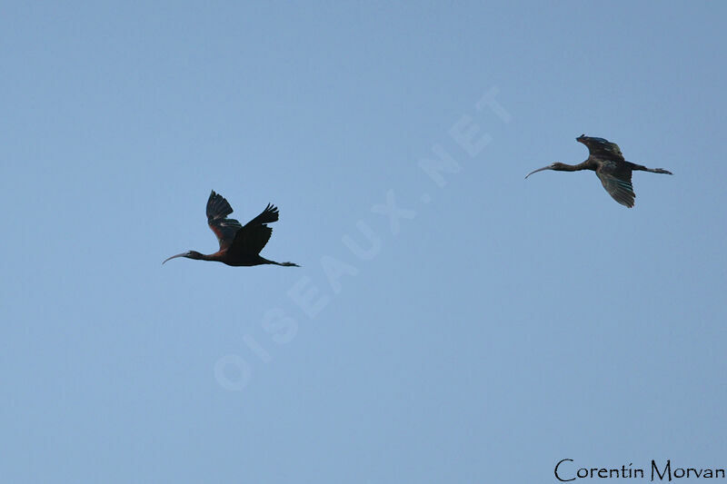 Ibis falcinelle
