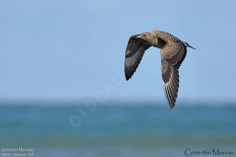 Parasitic Jaegerjuvenile, identification, pigmentation, Flight