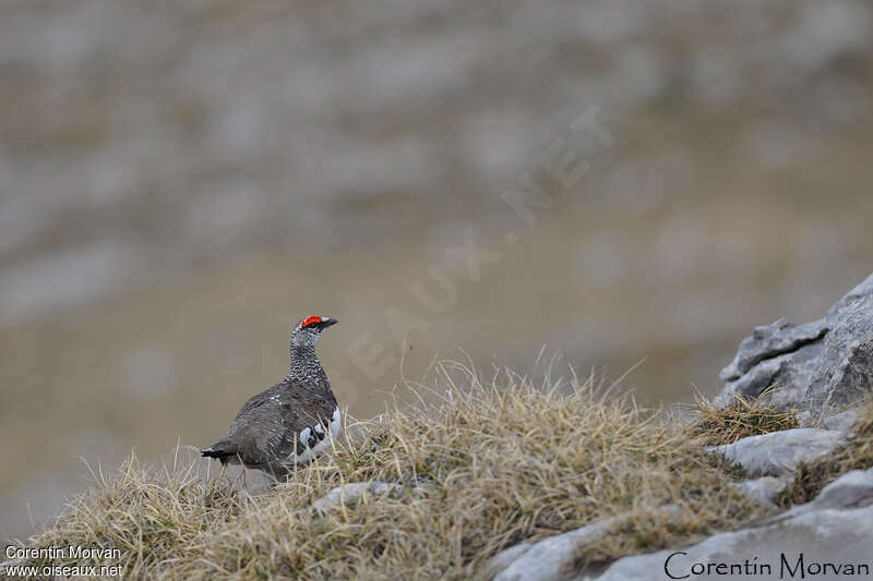 Lagopède alpin mâle adulte, identification