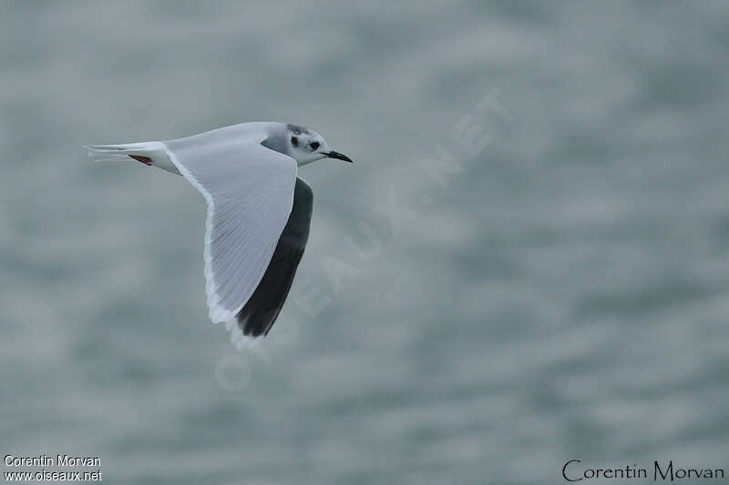 Mouette pygmée