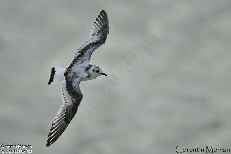 Mouette pygmée1ère année, identification