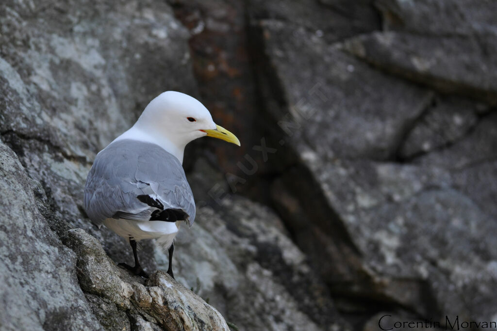 Mouette tridactyle