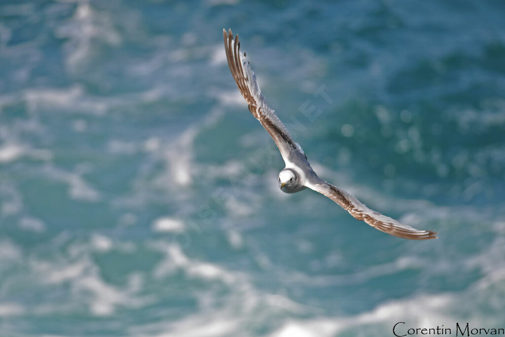 Mouette tridactyleimmature