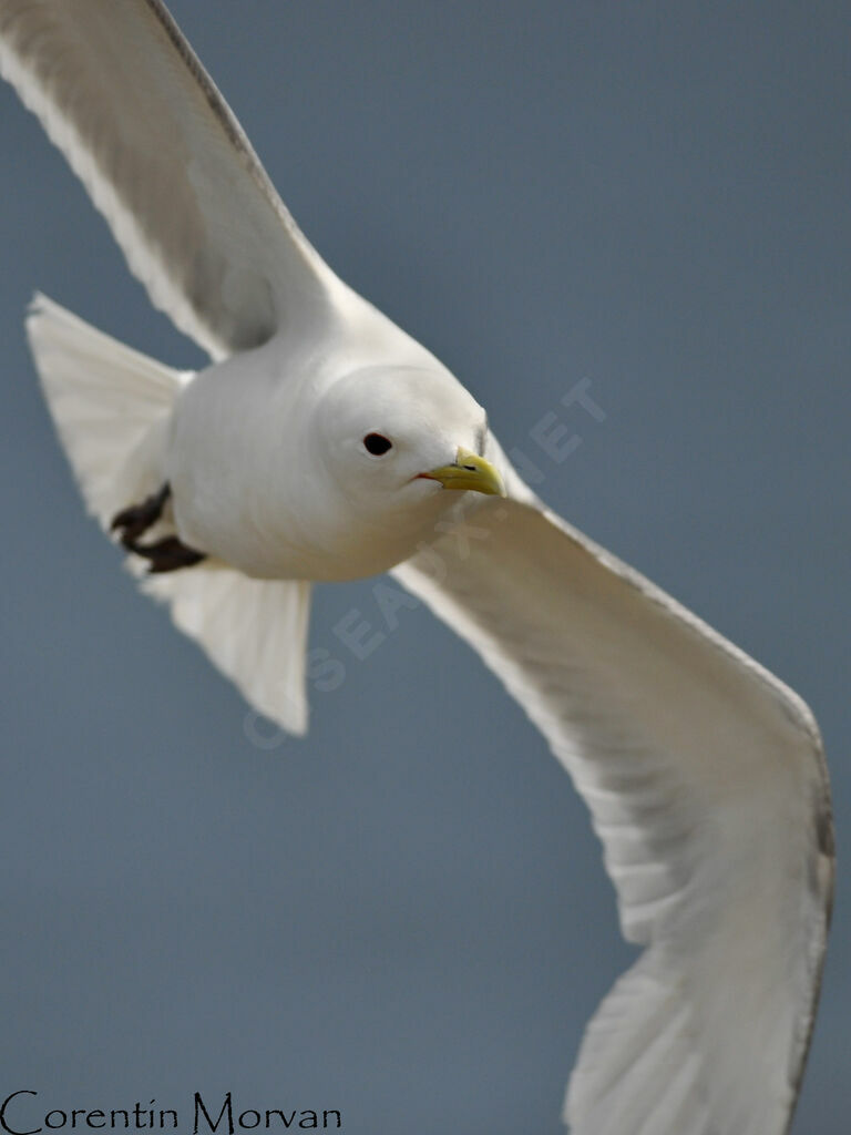 Mouette tridactyle