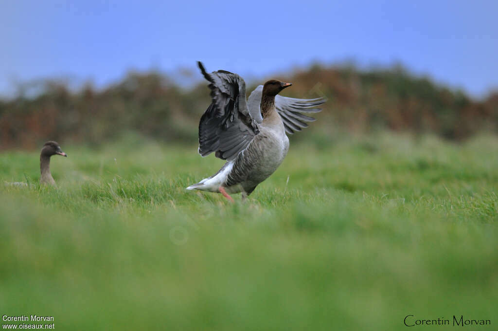 Pink-footed Gooseadult, care, Behaviour