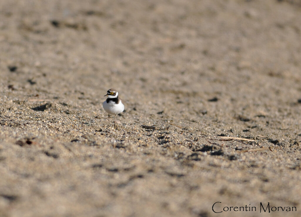 Little Ringed Plover