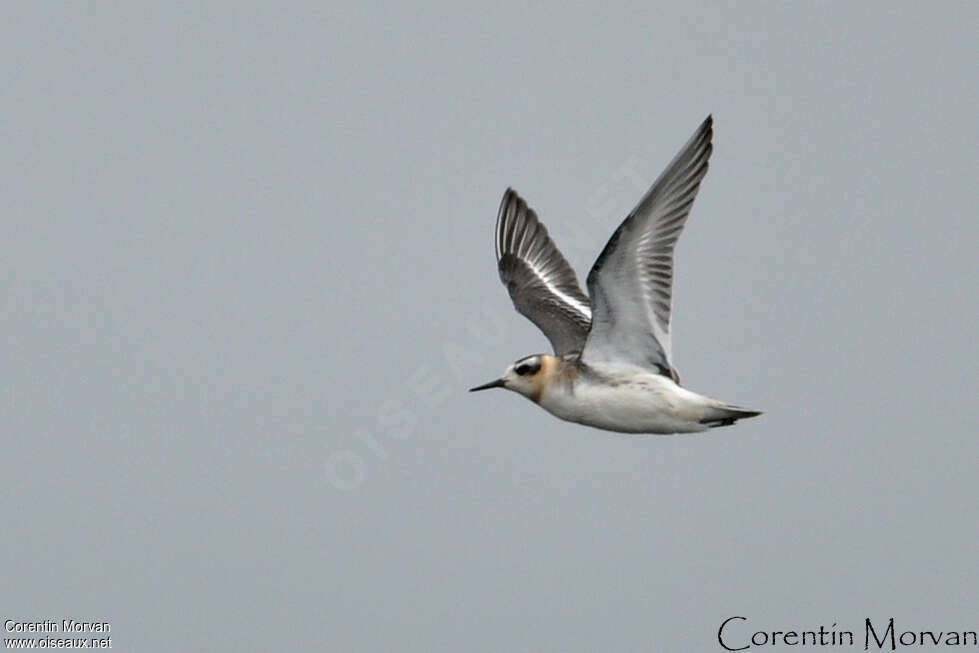 Phalarope à bec large1ère année, pigmentation, Vol