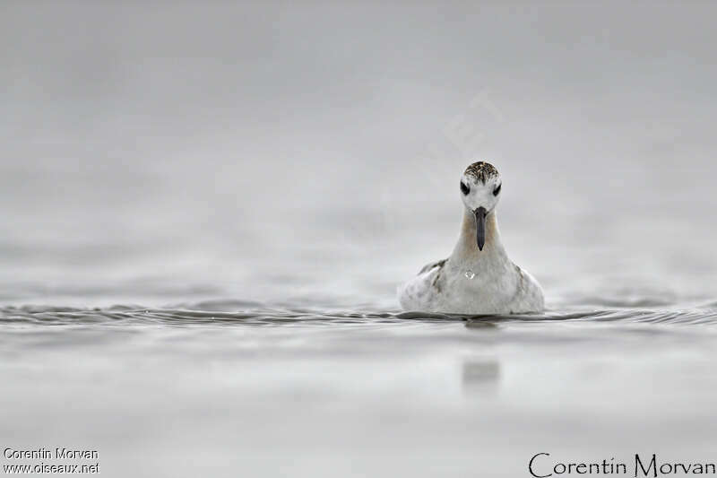 Phalarope à bec large1ère année, pigmentation, nage