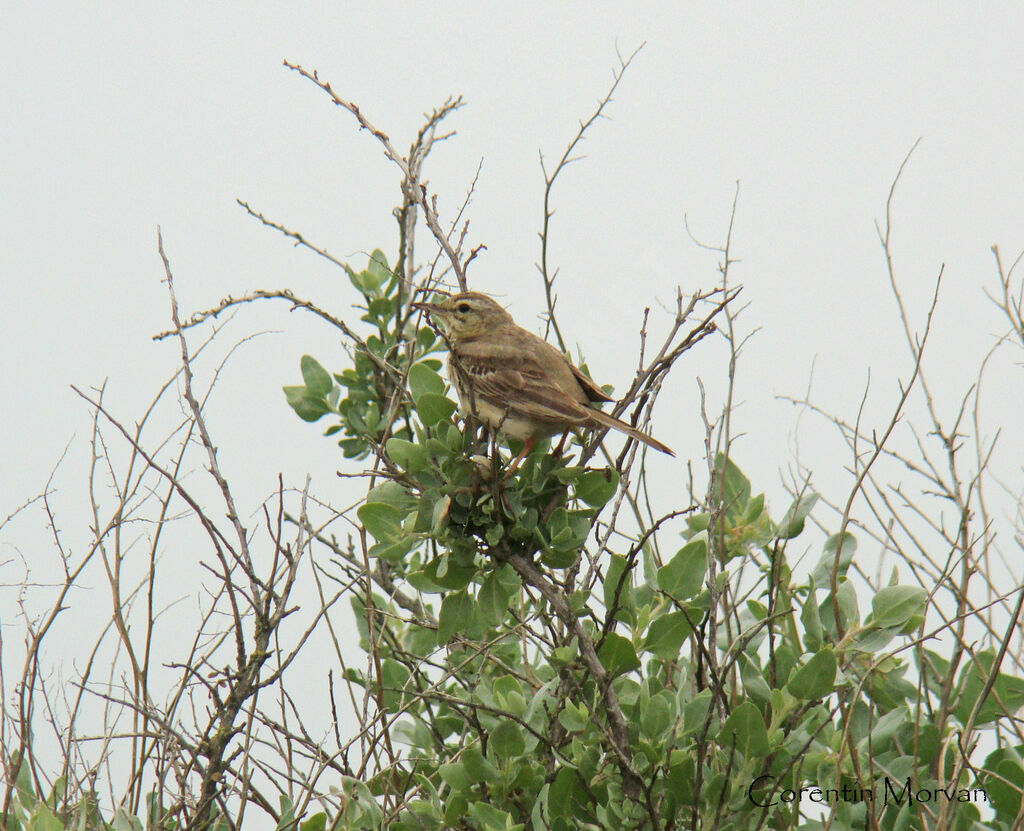 Pipit rousseline