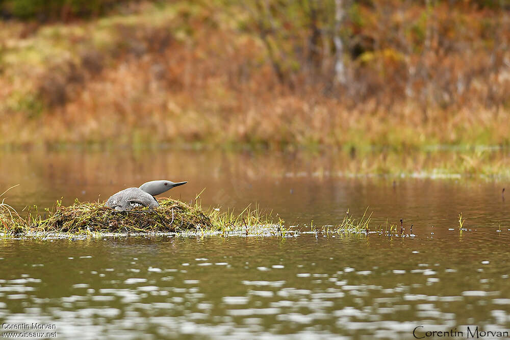 Plongeon catmarinadulte nuptial, habitat, Nidification