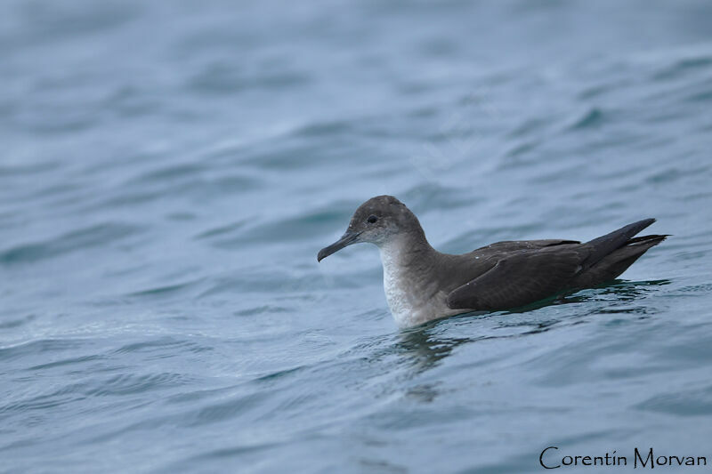 Puffin des Baléares